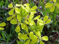 Erysimum humile, especie amenazada de la flora del Parque Nacional de la Sierra de Guadarrama