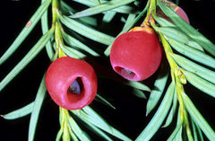 Fruto de Tejo, Taxus baccata, especie amenazada de la flora del Parque Nacional de la Sierra de Guadarrama 