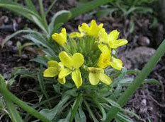 Flor Erysimum humile subsp. Penyalarense, especie amenazada de la flora de la Sierra de Guadarrama