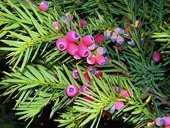 Tejo, Taxus baccata, especie amenazada de flora de la Sierra de Guadarrama