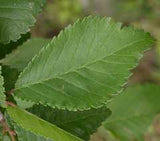 Hoja del Ulmus minor, el Olmo común es una especie amenazada de la flora del Parque Nacional de la Sierra de Guadarrama.