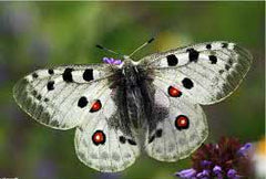 Parnassiua apollo, especie amenazada de la Sierra de Guadarrama