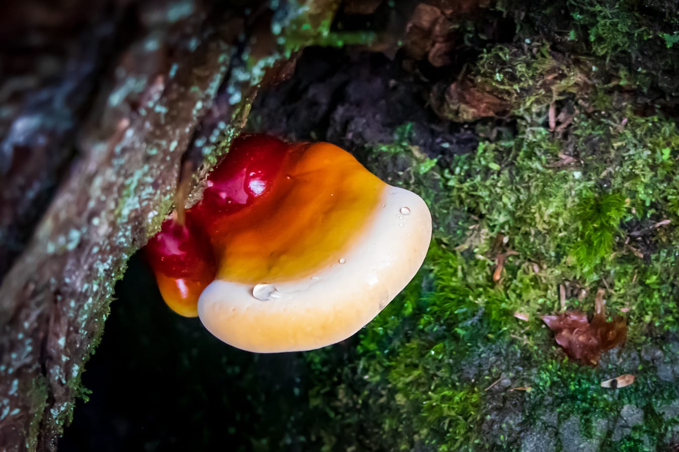 Ganoderma tsugae in Cook Forest by FUNGIWOMAN