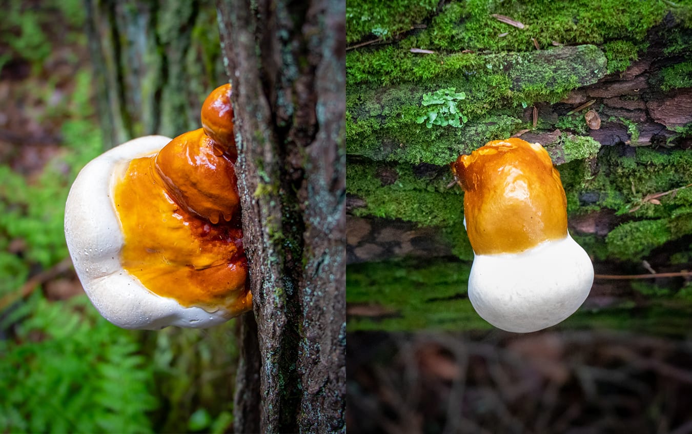 Ganoderma tsugae in Cook Forest by FUNGIWOMAN