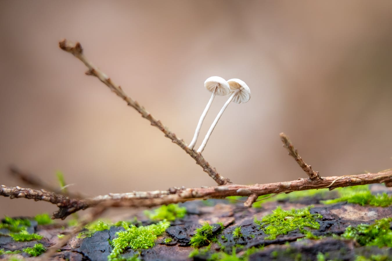 Marasmioid Mushrooms in Cook Forest by FUNGIWOMAN
