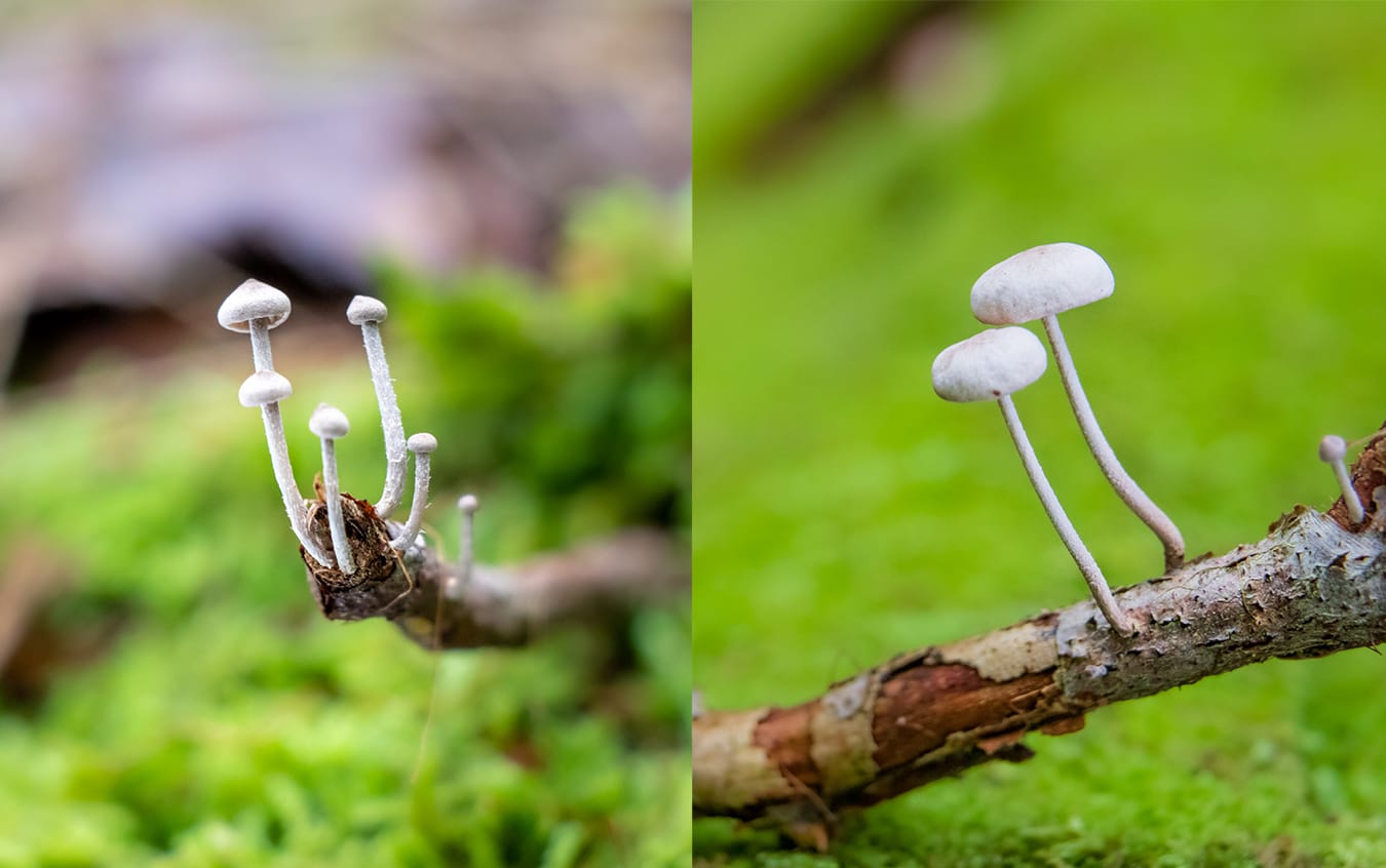 Marasmioid Mushrooms in Cook Forest by FUNGIWOMAN