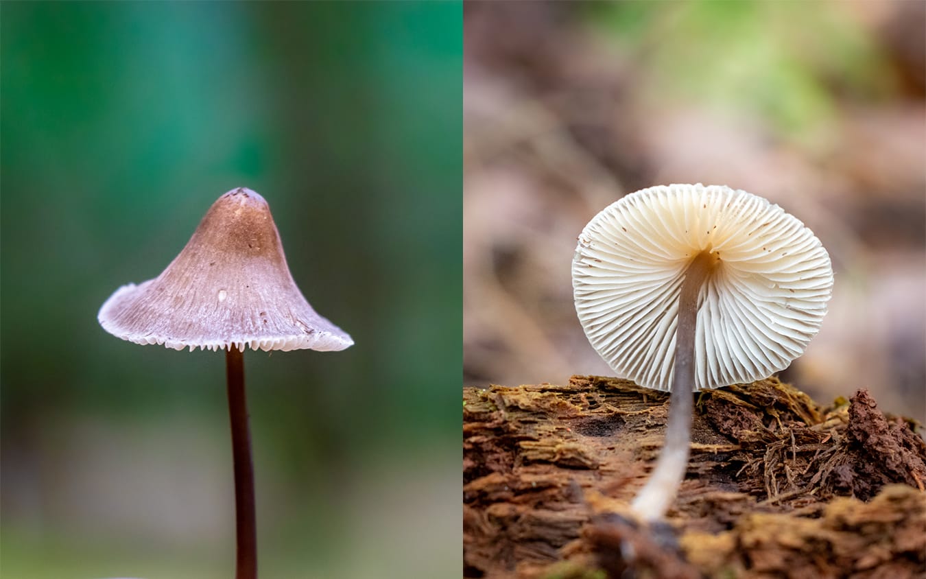 Mycena Mushroom in Cook Forest by FUNGIWOMAN