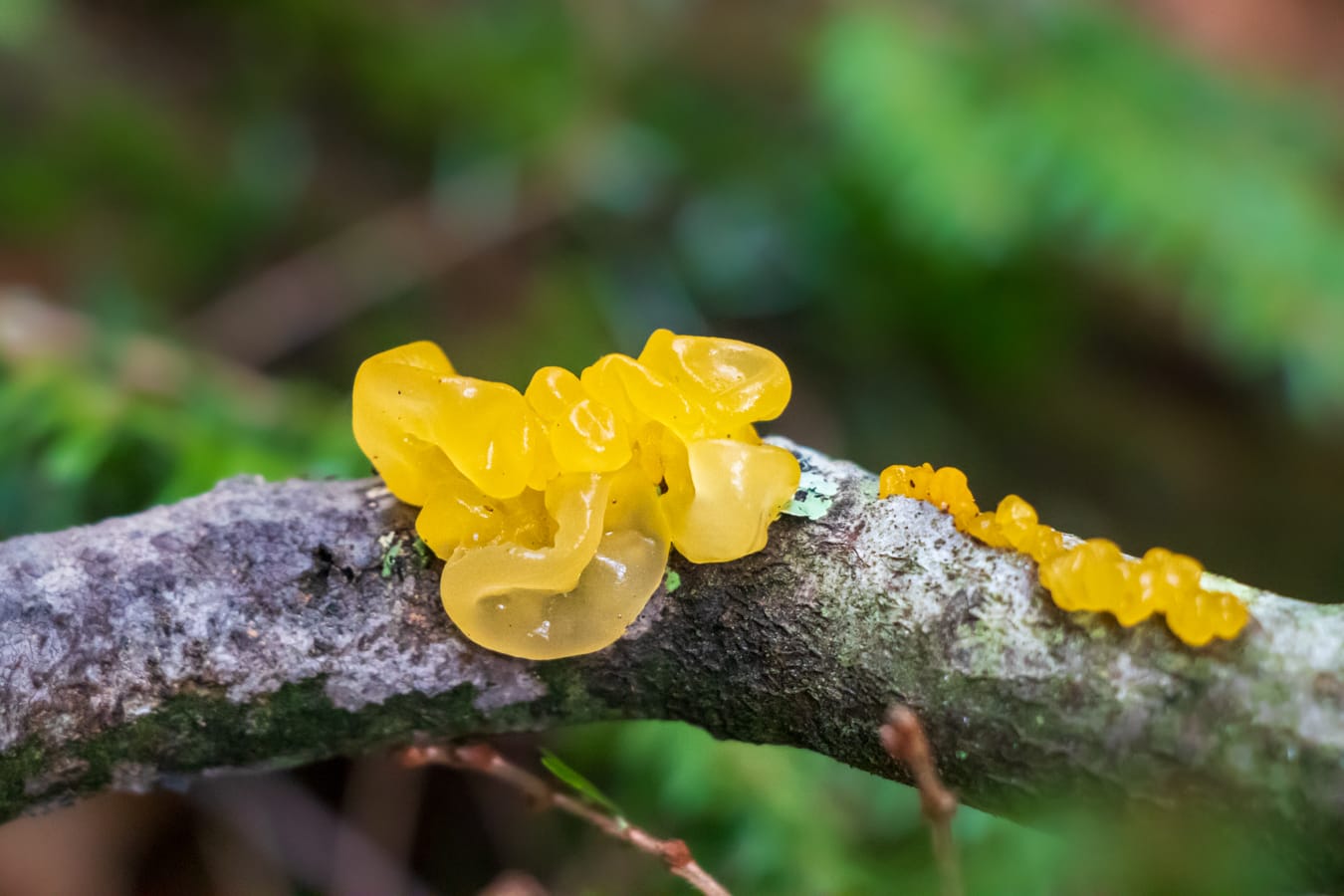 Tremella mesenterica in Cook Forest by FUNGIWOMAN