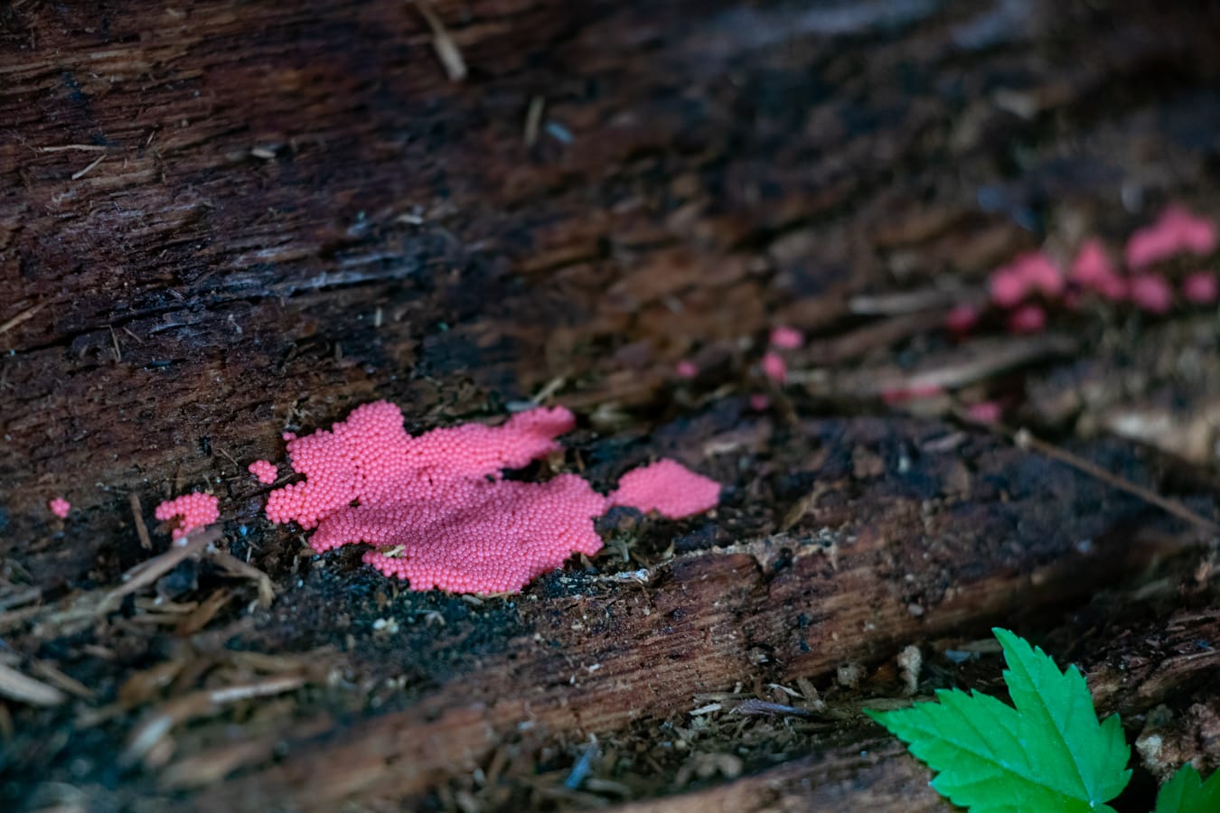 Tubifera ferruginosa in Cook Forest by FUNGIWOMAN