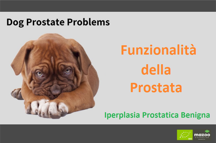 prostatita la animale)