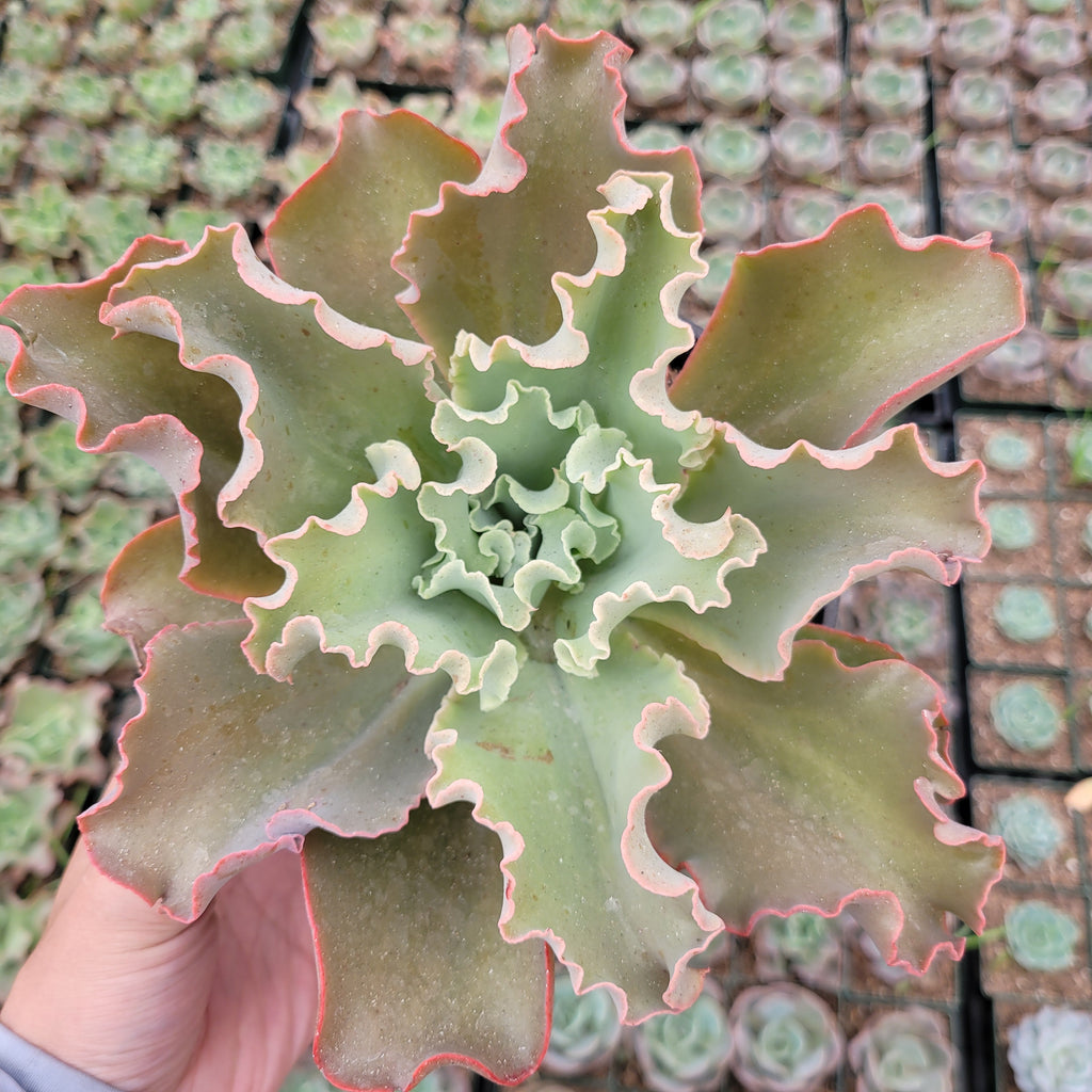 Will ship bare root Echeveria 'Dicks Pink' in a 9" Pot
