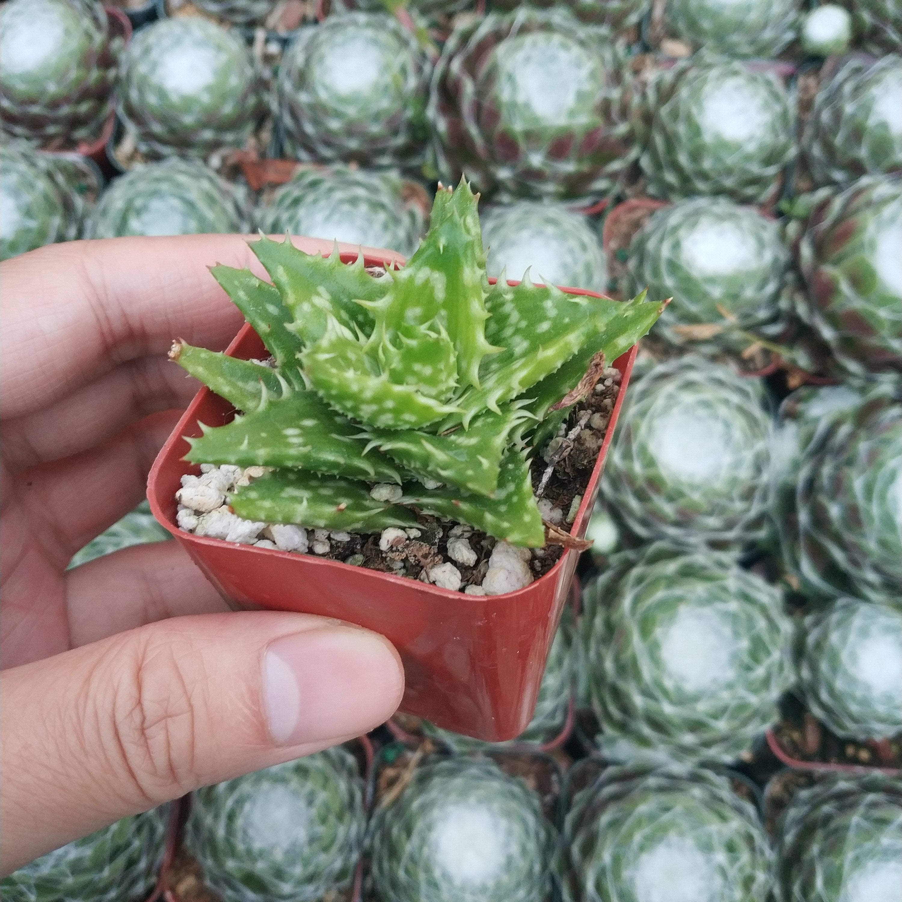 Succulent 1 year old Tiger Tooth Aloe Details about   Aloe juvenna 