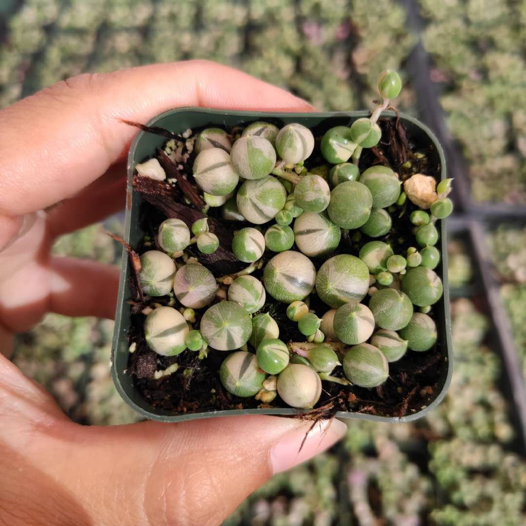 pearls variegated senecio rowleyanus trailing vine