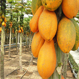 papaya skin care