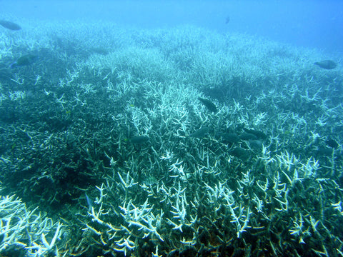 bleached coral from chemicals