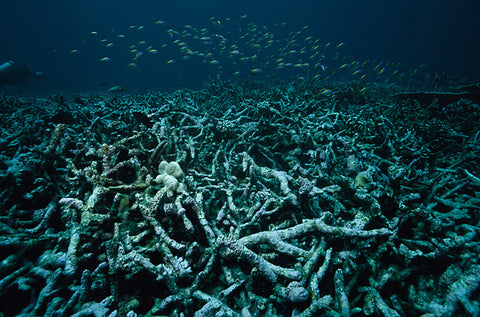 dead coral reef