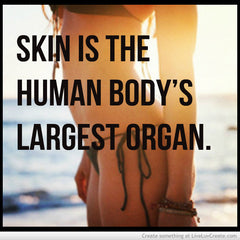 largest organ of your body