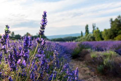 lavender fields close up