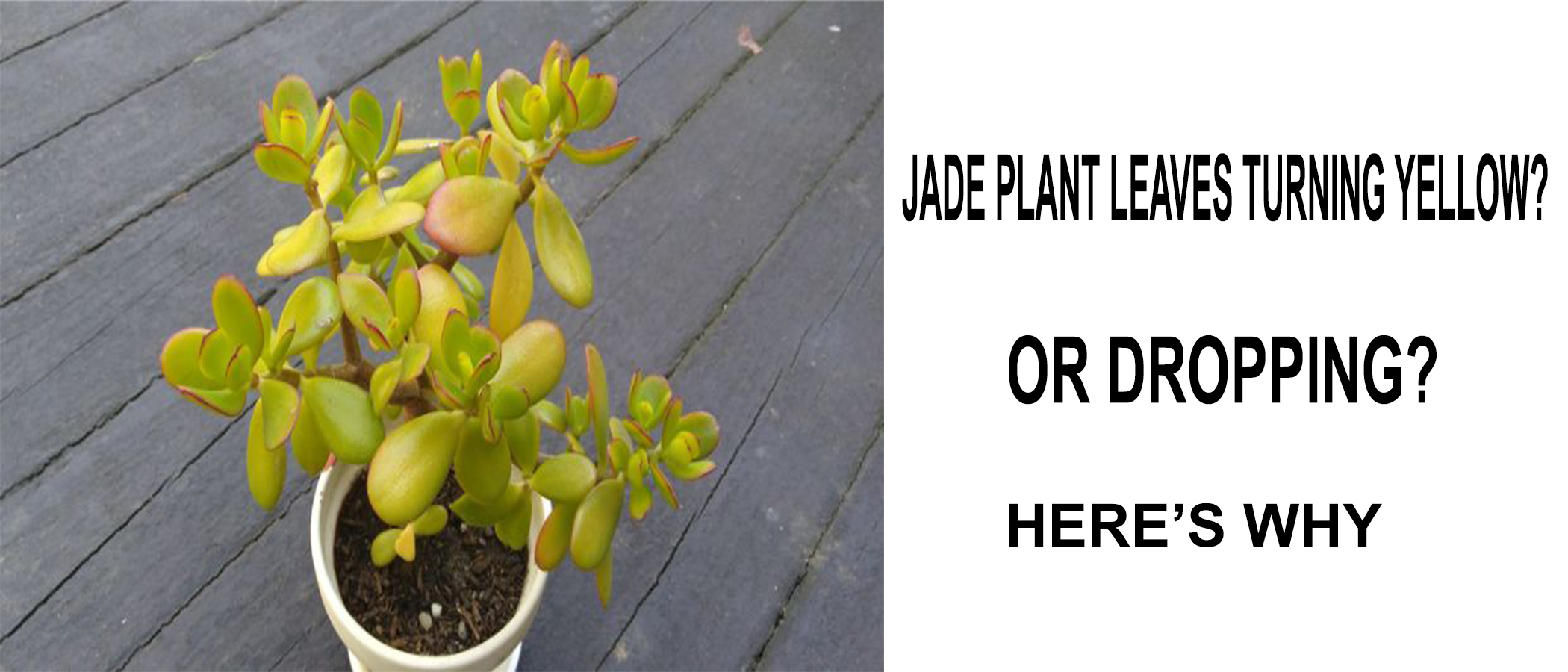 Jade Plant Turning Yellow or Dropping? Here's Why