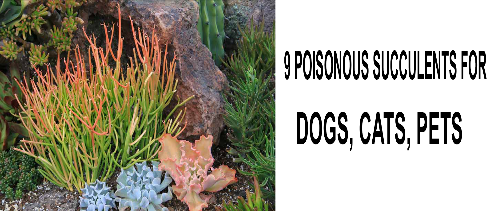 are fire sticks poisonous to dogs