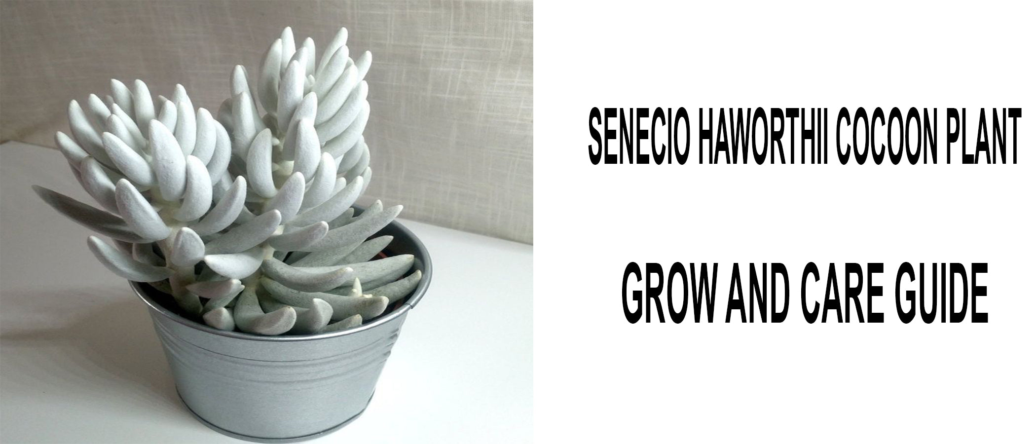 2'' or 4'' Senecio haworthii Cocoon Plant