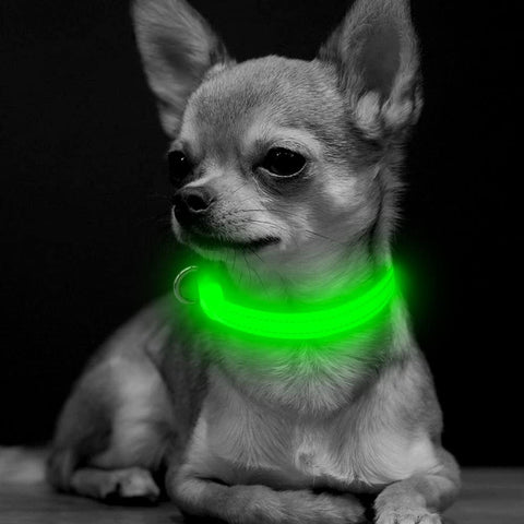 Small LED Dog Collar- BSEEN Direct
