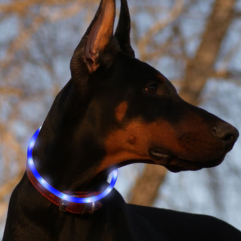 BSEEN Direct Silicone LED Dog Collar