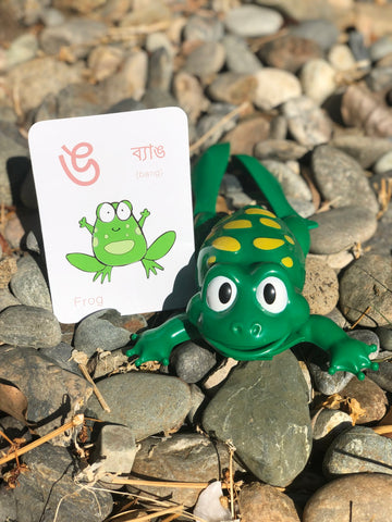 frog flashcard