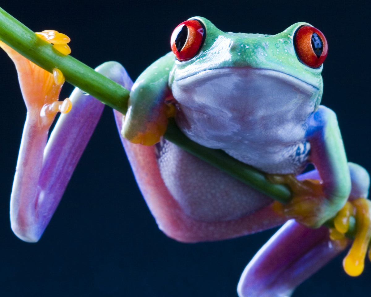 purple red eyed tree frog