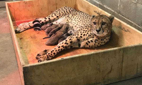 Cheetah at St. Louis Zoo Gives Birth to Record-breaking 8 Cubs – Meowingtons