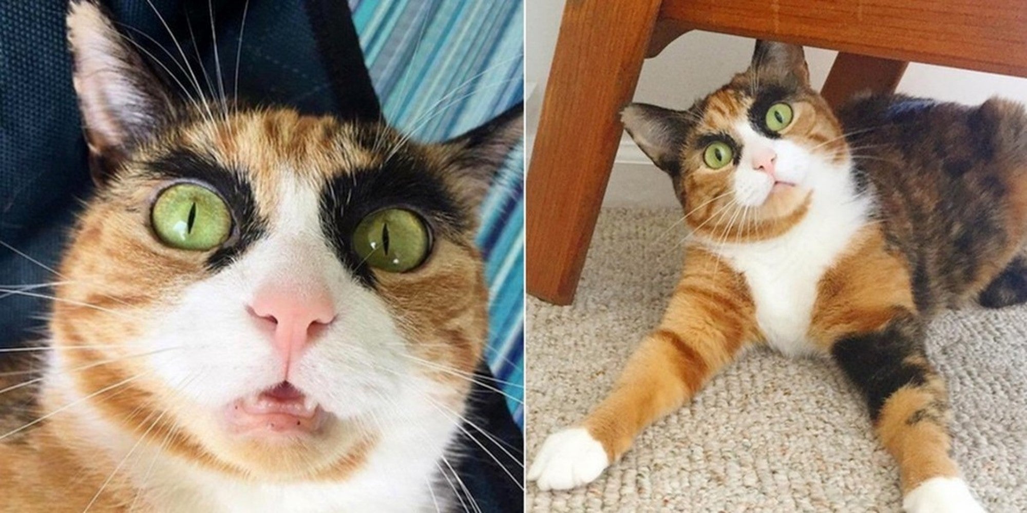 50 Purrfect Names For Calico Cats Meowingtons