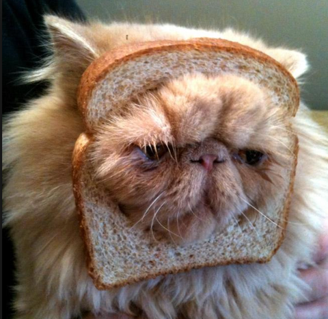 meowingtons bread cat