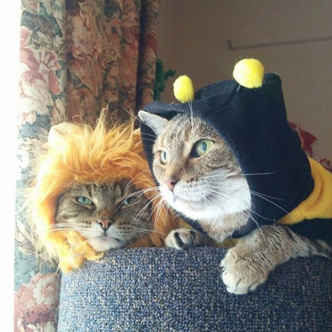 meowingtons cat costume Halloween