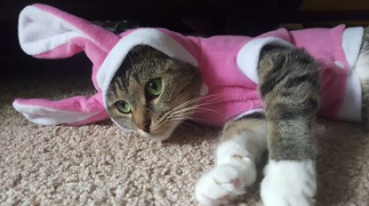 cat costume Meowingtons 