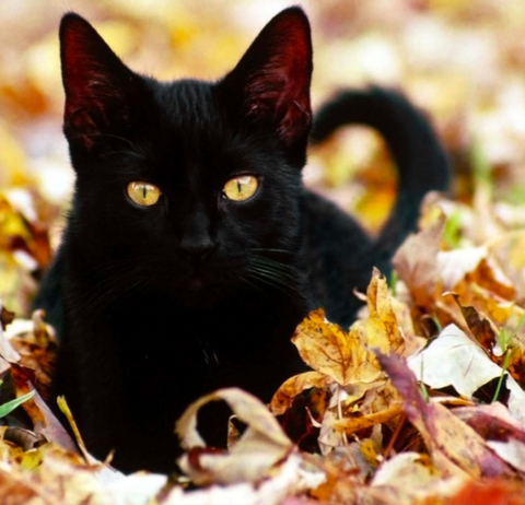 10 little known facts about black cats