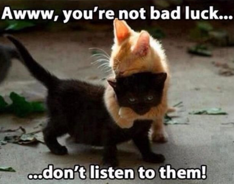 why are black cats bad luck? Meowingtons black cat facts