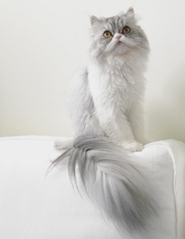 persian cat cats