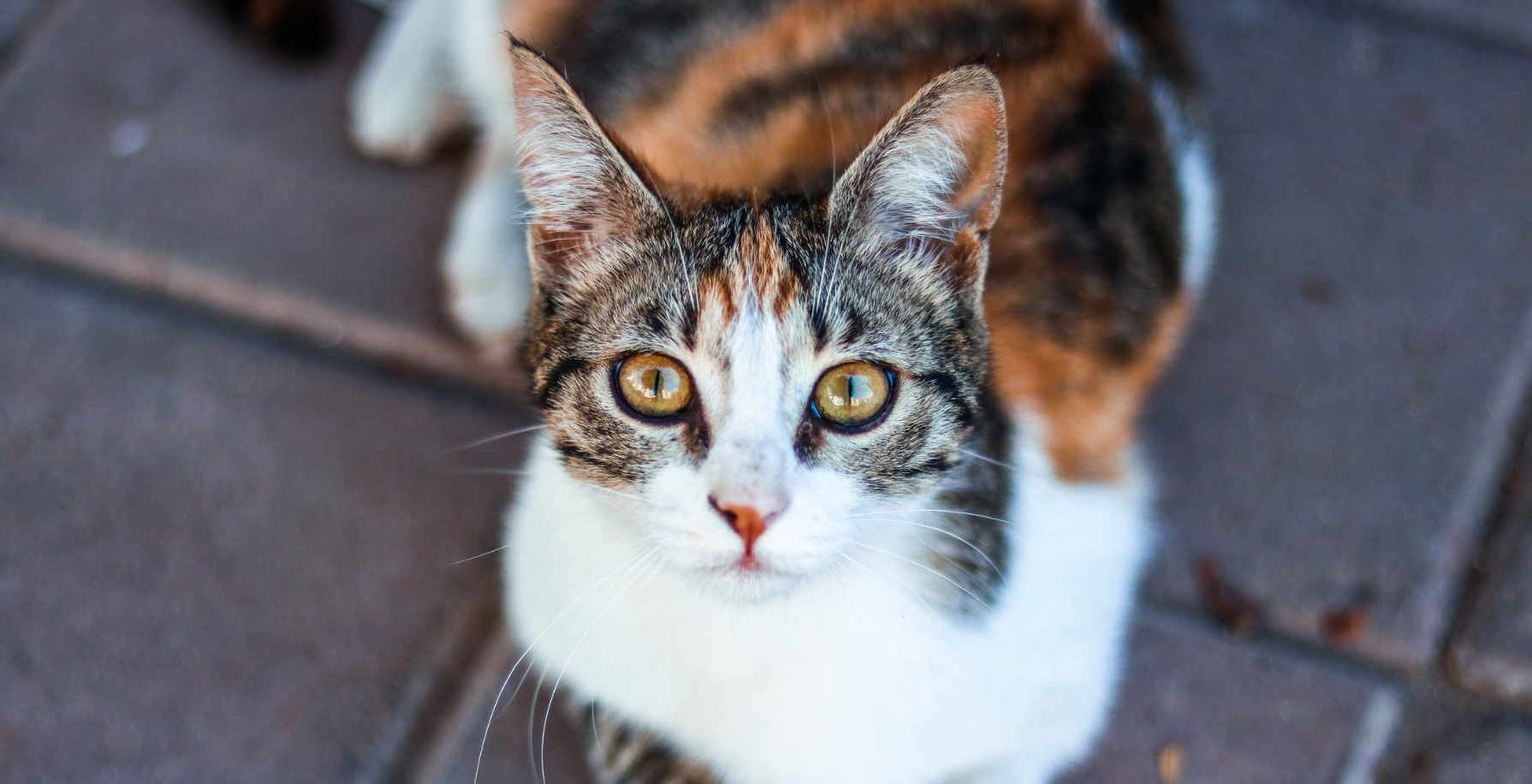 A calico cat with gray tabby stripes looking at the camera.