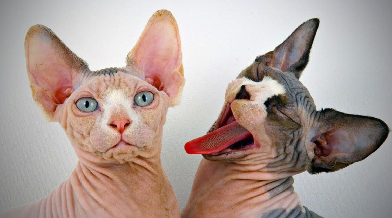 sphynx cat with hair