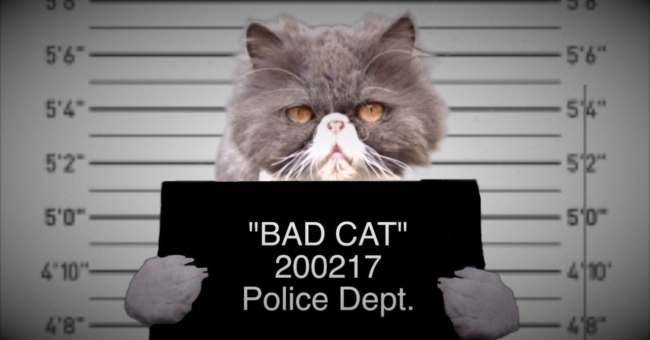 bad cats