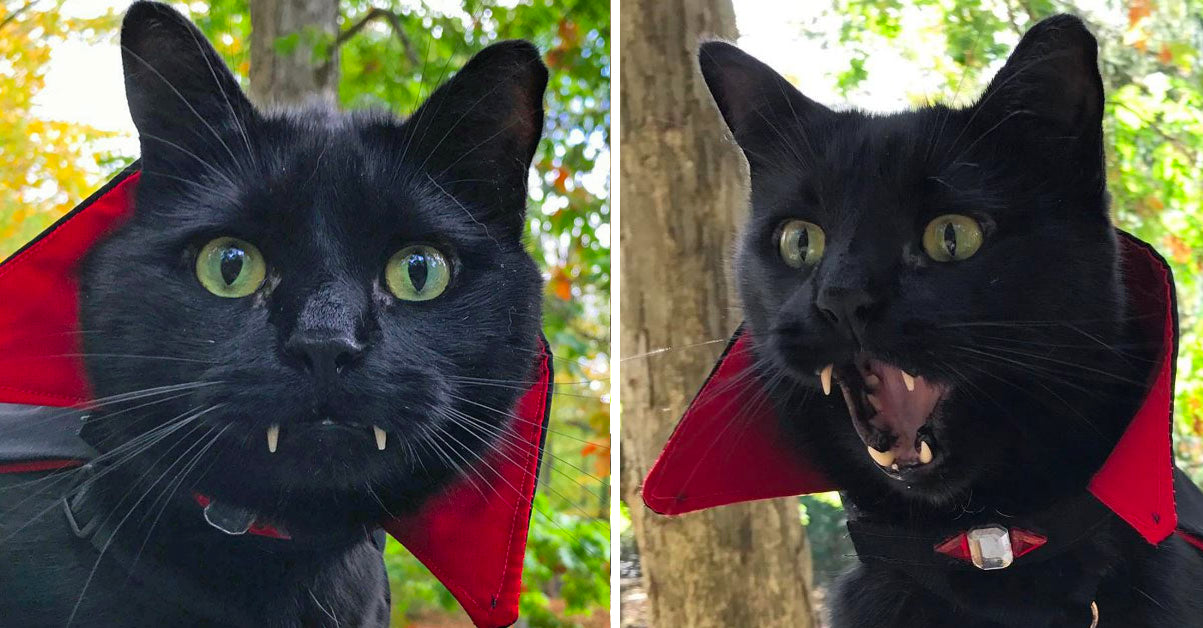 8 Spooky Facts About Black Cats Meowingtons