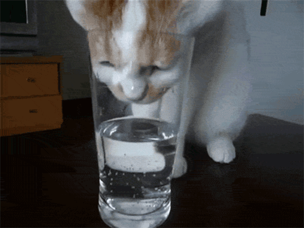 cat drinking cup gif