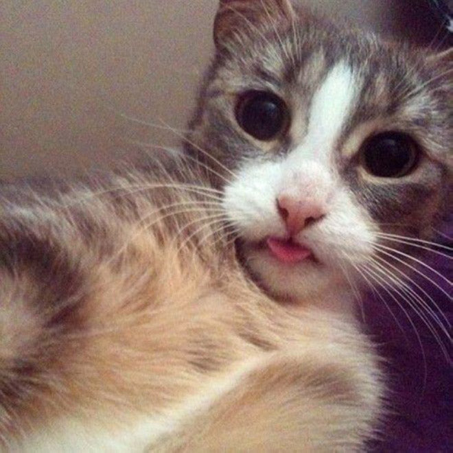 20 Cats Taking Selfies – Meowingtons