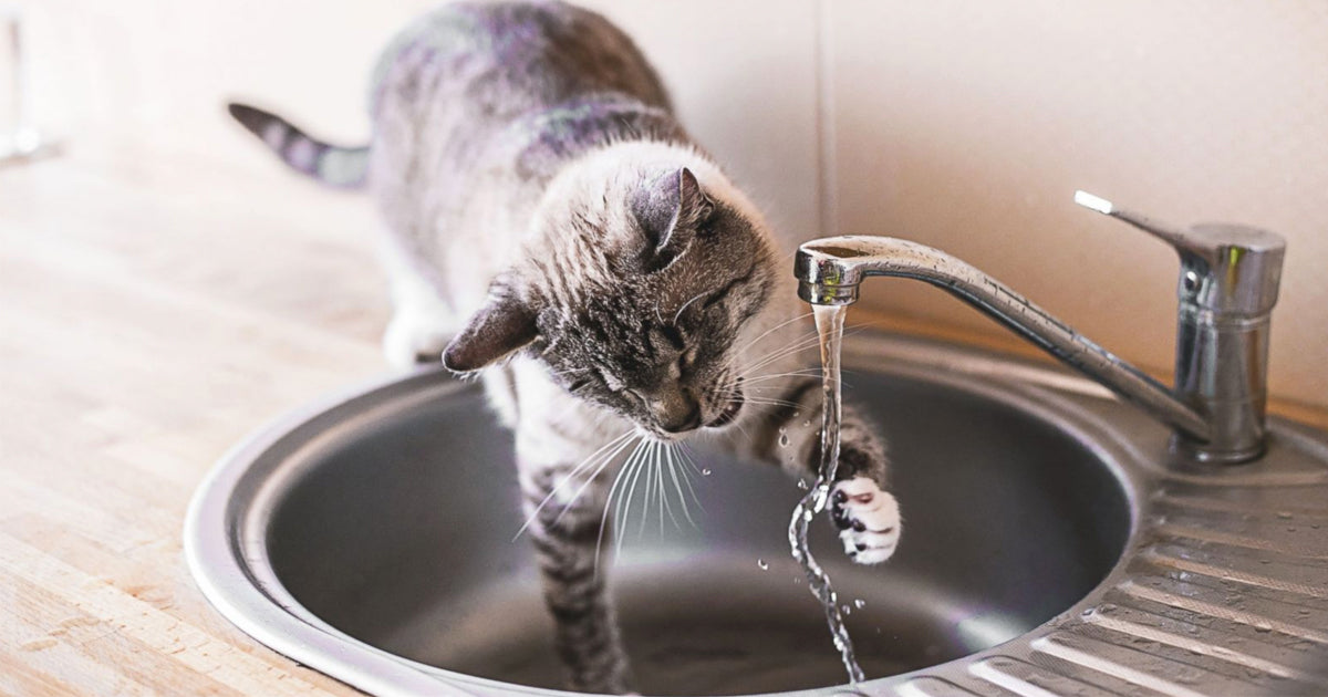 My cat won't drink water! Your Cat