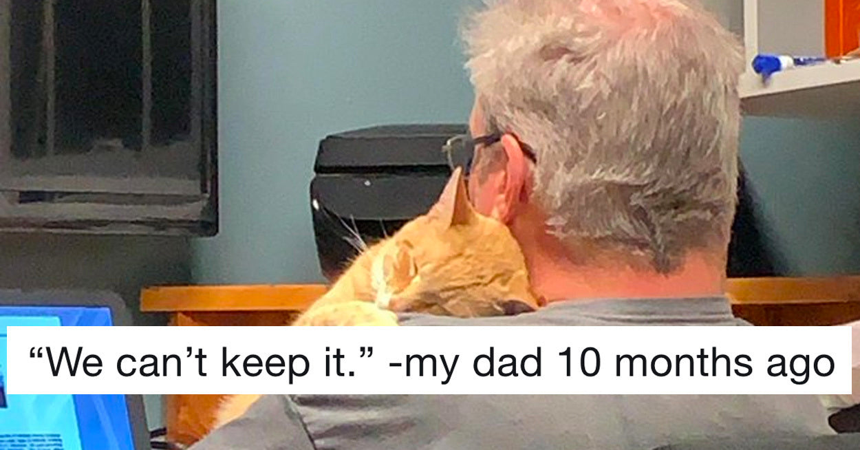 10 Reluctant Cat Dads Who Said They Absolutely Didnt Want A Cat