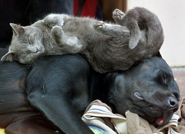 meowingtons cat memes cat and dog memes