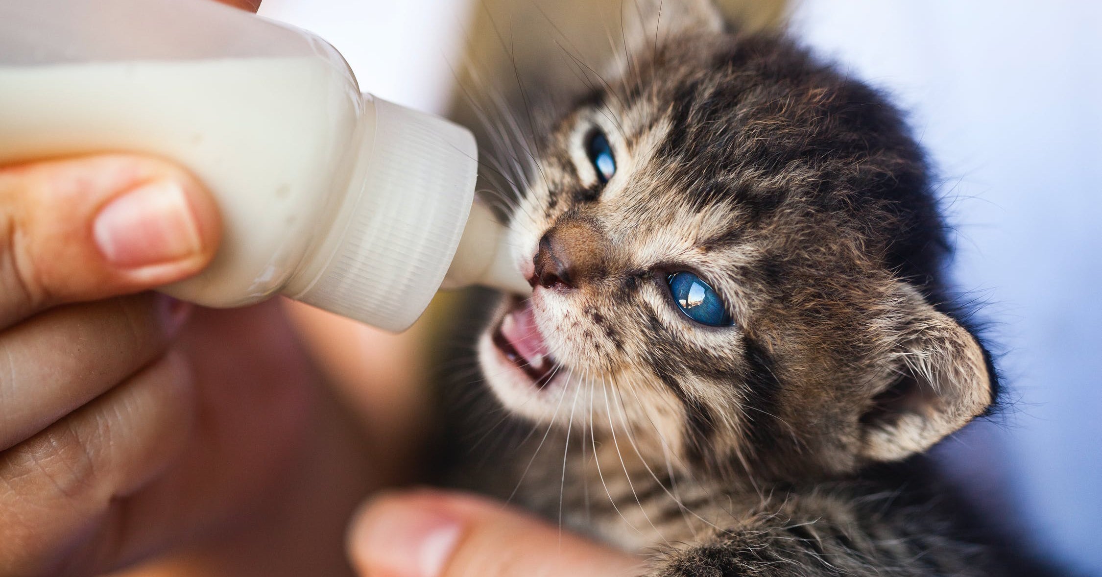 what to feed newborn kittens abandoned