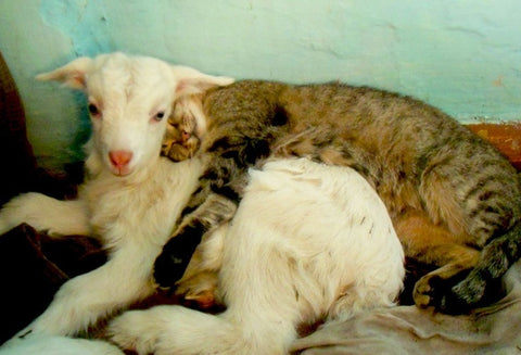 lion and the lamb cute cat friendships unlikely animal friendships