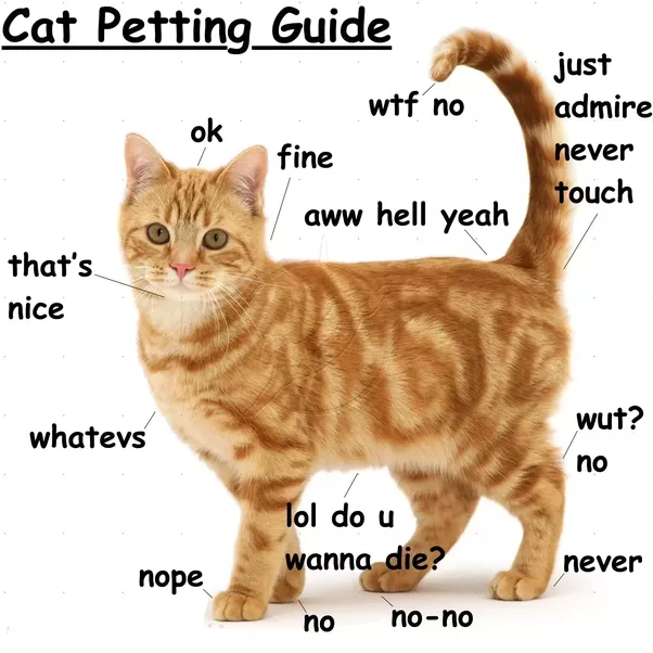 Where Your Cat Actually Wants To Be Petted Meowingtons