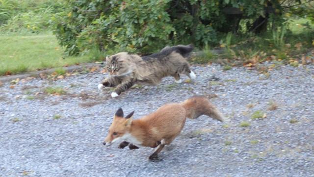 facts about norwegian forest cats